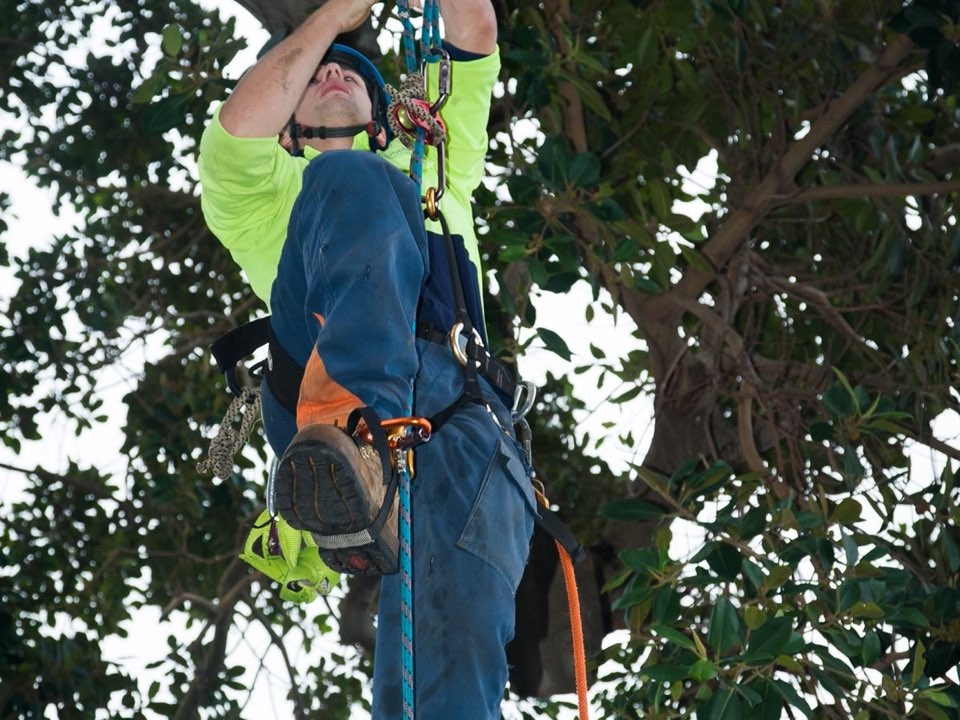 Qualified arborist working in a mature tree during a risk assessment in Cambridgeshire