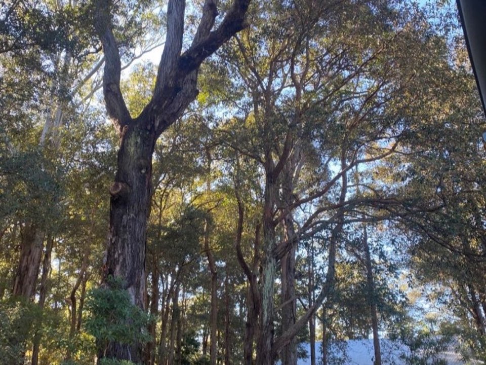 Mature trees in a Cambridgeshire parkland setting due for routine re-inspection
